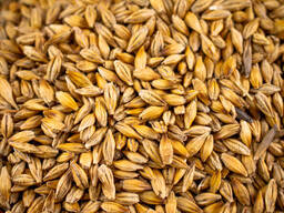 Quality Pearled Barley