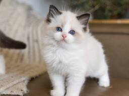 Ragdoll kittens beschikbaar – 10-11 weken oud