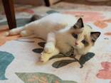 Ragdoll-kittens zoeken een liefdevol thuis - photo 2