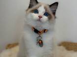 Ragdoll-kittens zoeken een liefdevol thuis - photo 3