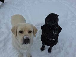 Raszuivere labrador retriever pups