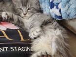 Raszuivere Maine Coon kittens - photo 1