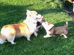 Ready to leave KC Registered Welsh Pembroke Corgi