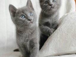 Russisch Blau Kätzchen