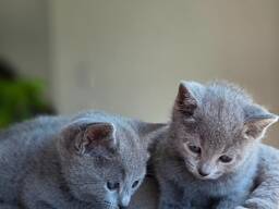 Russische Blauwe kittens (hypoallergeen) van raszuivere ouders.
