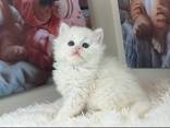 Schattig Brits Langhaar kitten vrouwtje zoekt een liefdevol thuis voor altijd. - photo 1