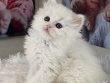 Schattig Brits Langhaar kitten vrouwtje zoekt een liefdevol thuis voor altijd. - photo 2