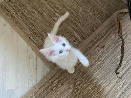 Schattig Maine Coon kitten beschikbaar – 11 weken oud