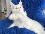 Schattig Maine Coon kitten beschikbaar – 11 weken oud - photo 1