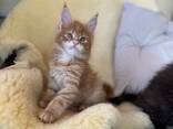 Schattig Maine Coon kitten beschikbaar – 11 weken oud - photo 2