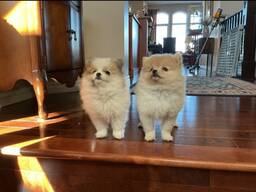 Schattige A Pomeranian-puppy's