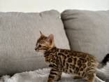 Schattige Bengaalse kittens - photo 1