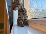 Schattige Bengaalse kittens - photo 2