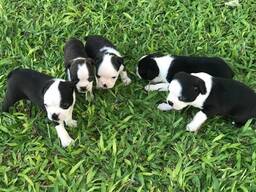Schattige Boston Terrier-puppy's klaar voor een liefdevol thuis