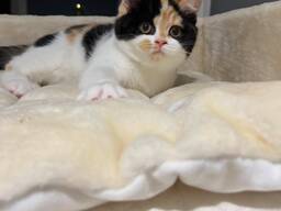 Schattige Brits Korthaar Kittens van 10 Weken Klaar voor een Nieuw Thuis!