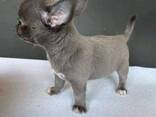 Schattige Chihuahua-puppy van 7 weken oud beschikbaar - фото 1