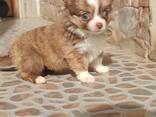 Schattige Chihuahua-puppy's – 11 weken oud - фото 1