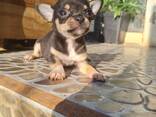 Schattige Chihuahua-puppy's – 11 weken oud - фото 3
