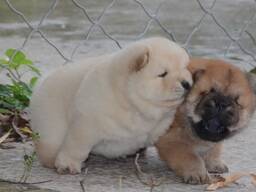 Schattige Chow Chow-puppy's, klaar voor een nieuw, blijvend thuis.