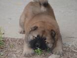 Schattige Chow Chow-puppy's, klaar voor een nieuw, blijvend thuis. - photo 1