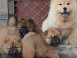 Schattige Chow Chow-puppy's, klaar voor een nieuw, blijvend thuis. - photo 2