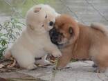 Schattige Chow Chow-puppy's, klaar voor een nieuw, blijvend thuis. - photo 3
