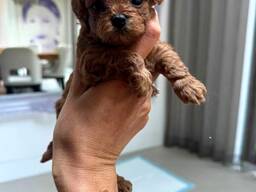 Schattige en gezonde Maltipoo-puppy's van 8 weken oud