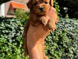 Schattige en gezonde Maltipoo-puppy's van 8 weken oud - photo 1
