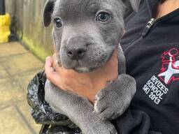 Schattige Engelse Bulldog-puppy's van 11 weken oud beschikbaar