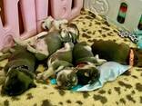 Schattige Franse Bulldog-puppy's klaar voor hun nieuwe thuis! - photo 1