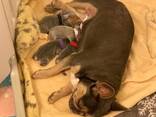 Schattige Franse Bulldog-puppy's klaar voor hun nieuwe thuis! - photo 2