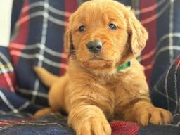 Schattige Golden Retriever-puppy's klaar voor een liefdevol thuis