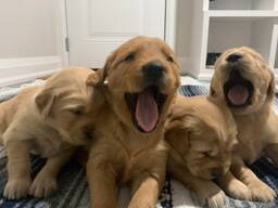 Schattige Golden Retriever-puppy's van 11 weken oud zijn klaar voor hun nieuwe thuis!