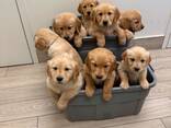 Schattige Golden Retriever-puppy's van 11 weken oud zijn klaar voor hun nieuwe thuis! - фото 1