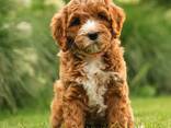 Schattige Labradoodle-puppy's te koop, - фото 1