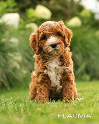 Schattige Labradoodle-puppy's te koop,