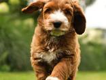 Schattige Labradoodle-puppy's te koop, - фото 4