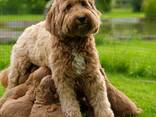 Schattige Labradoodle-puppy's te koop, - фото 5