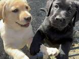 Schattige Labrador-puppy's te koop - photo 1