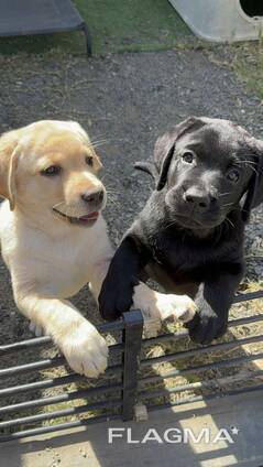 Schattige Labrador-puppy's te koop