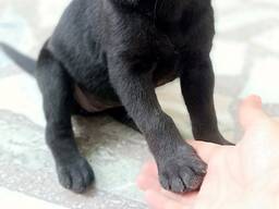 Schattige Labrador Retriever-puppy's van 7 weken oud beschikbaar