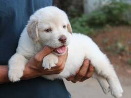 Schattige Labradorpuppy's van 8 weken oud beschikbaar