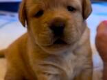 Schattige Labradorpuppy's van 8 weken oud beschikbaar - фото 1