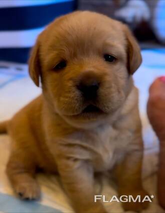Schattige Labradorpuppy's van 8 weken oud beschikbaar