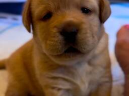 Schattige Labradorpuppy's van 8 weken oud beschikbaar