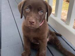 Schattige Labradorpuppy's van 9 weken oud beschikbaar