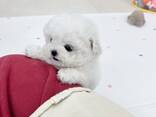 Schattige Maltezerpuppy's van 11 weken oud beschikbaar - фото 1