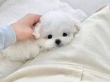 Schattige Maltezerpuppy's van 11 weken oud beschikbaar - фото 2