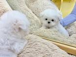 Schattige Maltezerpuppy's van 11 weken oud beschikbaar - фото 3