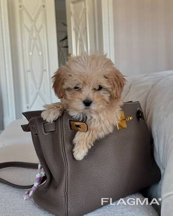 Schattige Maltipoo-puppy's beschikbaar